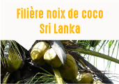 Les noix de coco des jardins de Giriulla au Sri Lanka